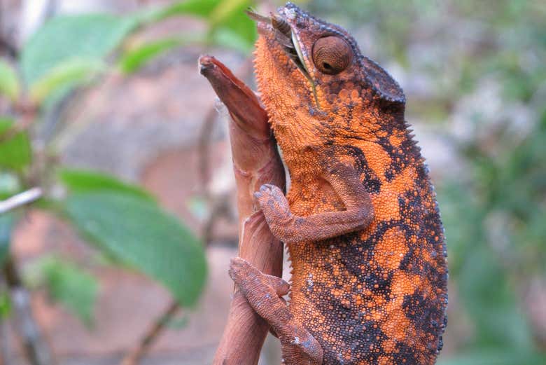 Um camaleão laranja em um galho