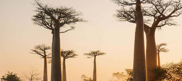Circuit de 9 jours à Madagascar