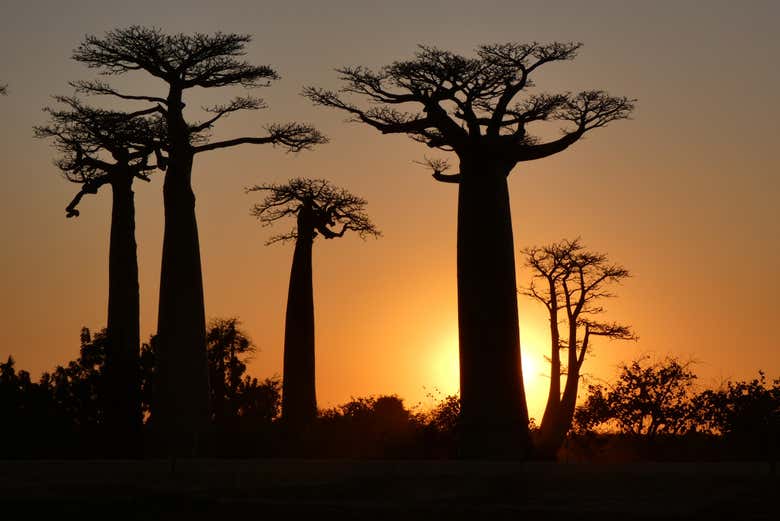 Coucher de soleil sur l'Allée des Baobabs