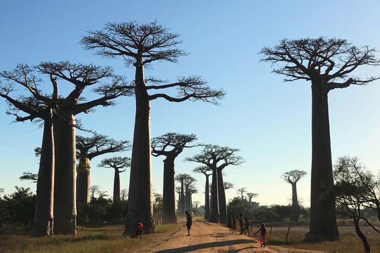 Découvrir la nature de Madagascar