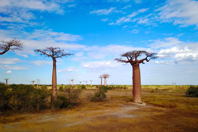 Parcourir l'Allée des Baobabs