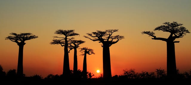 Tour al atardecer por la Avenida de los Baobabs