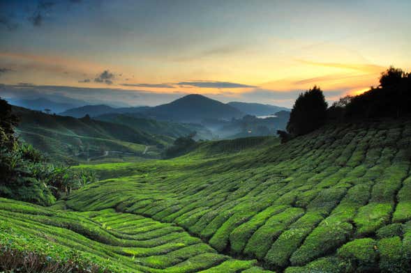 Amanecer en las Cameron Highlands