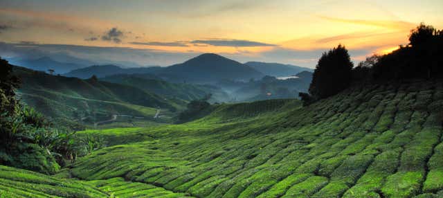 Amanecer en las Cameron Highlands