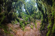 Mossy Forest Tour