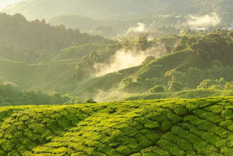 Los colores del amanecer en Cameron Highlands