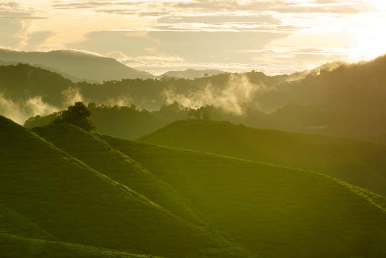 Montañas en Cameron Highlands