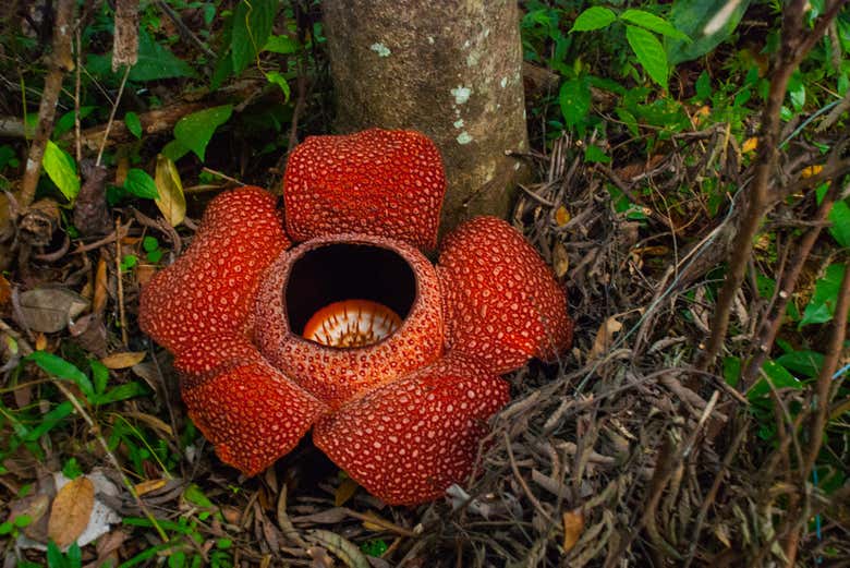 Rafflesia, la flor más grande del mundo
