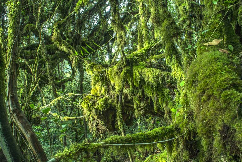Visite de la Mossy Forest