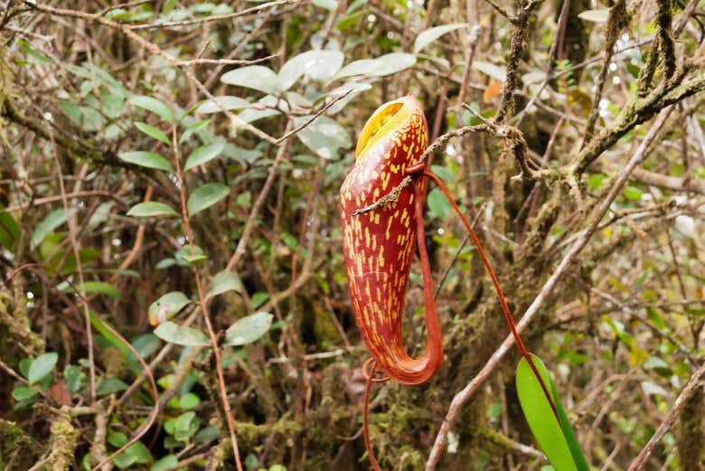 Flore de la région