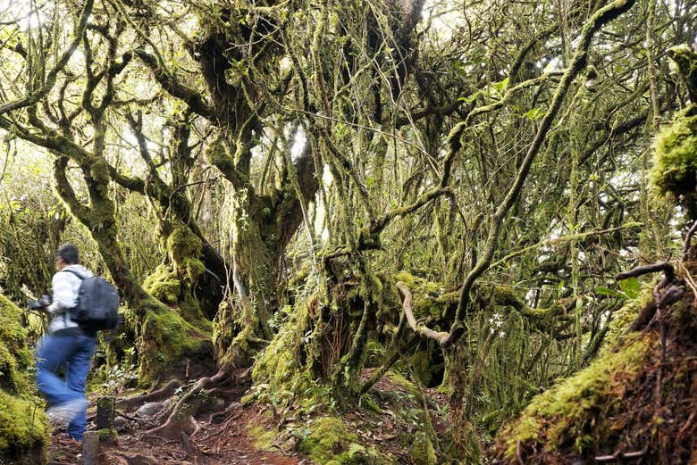 Arbres couverts de mousse