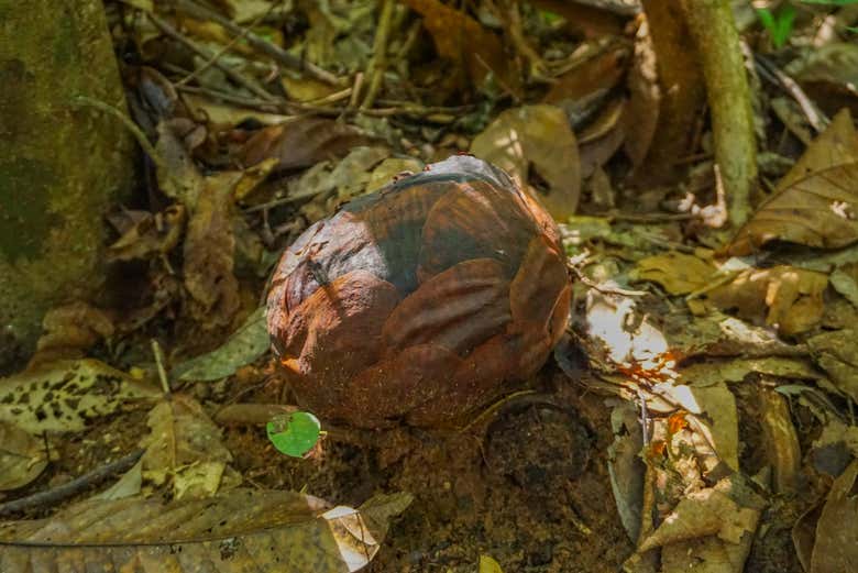 Una rafflesia cerrada
