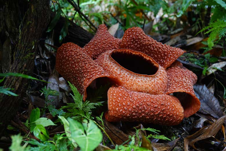 Contemplando una rafflesia de cerca