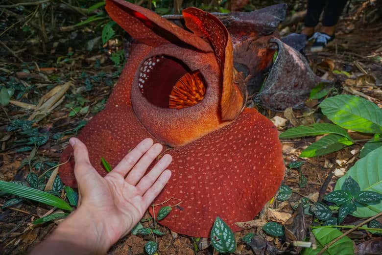 Tamaño de la rafflesia