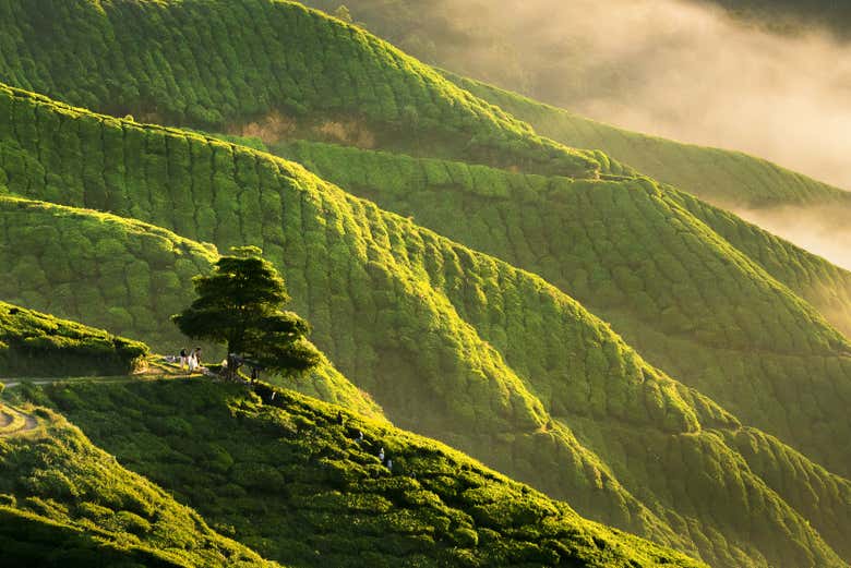 Plantaciones de té en en Cameron Highlands
