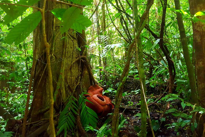 Rafflesia in Cameron Highlands