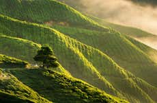 Tour por las Cameron Highlands