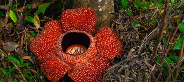 Tour da raflésia pelas Cameron Highlands
