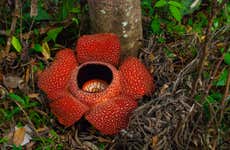 Tour de la rafflesia por las Cameron Highlands
