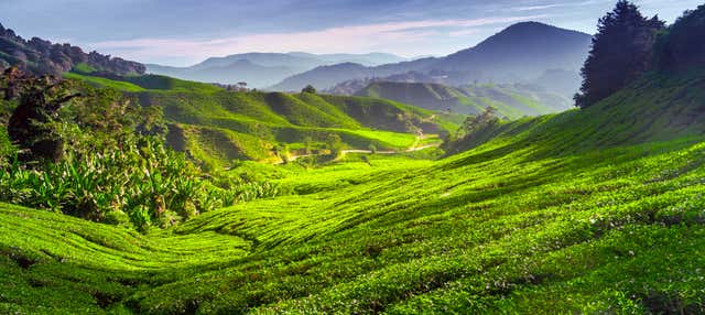 Excursión a las Cameron Highlands