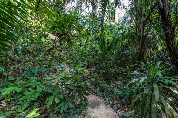 Excursão às selvas de Kuala Lumpur