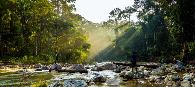 Taman Negara Rainforest Tour