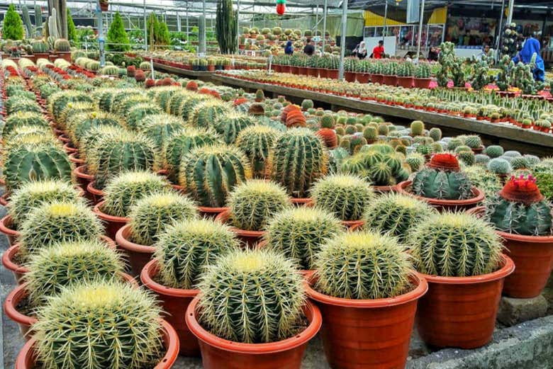 Jardines de Cameron Highlands