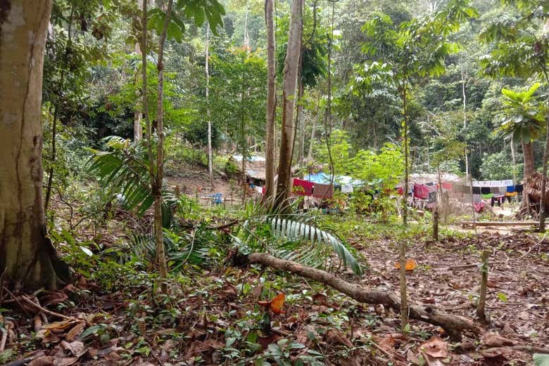 Paesaggio boscoso a Taman Negara