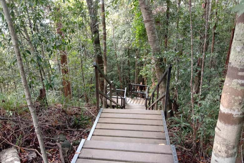 A spasso per la selva a Taman Negara