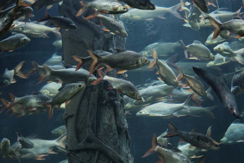 Peces en Aquaria KLCC