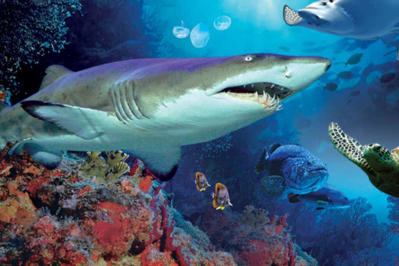 Tiburón en Aquaria KLCC