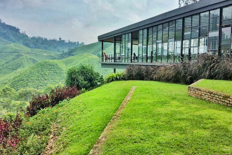 Plantaciones de té