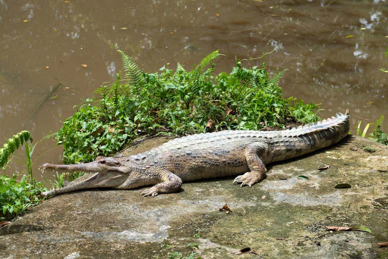 Cocodrilo en el santuario de Sarawak