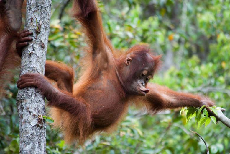 Cría de orangután