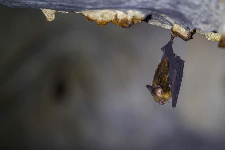 A bat in the Cueva del Viento
