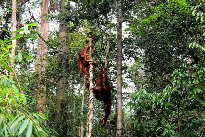 Orangutanes en Semenggoh Wildlife Centre