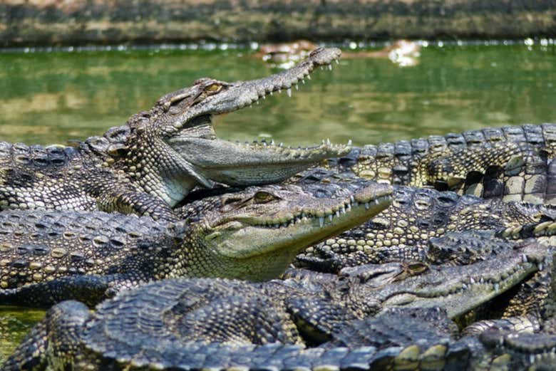 Santuario de cocodrilos