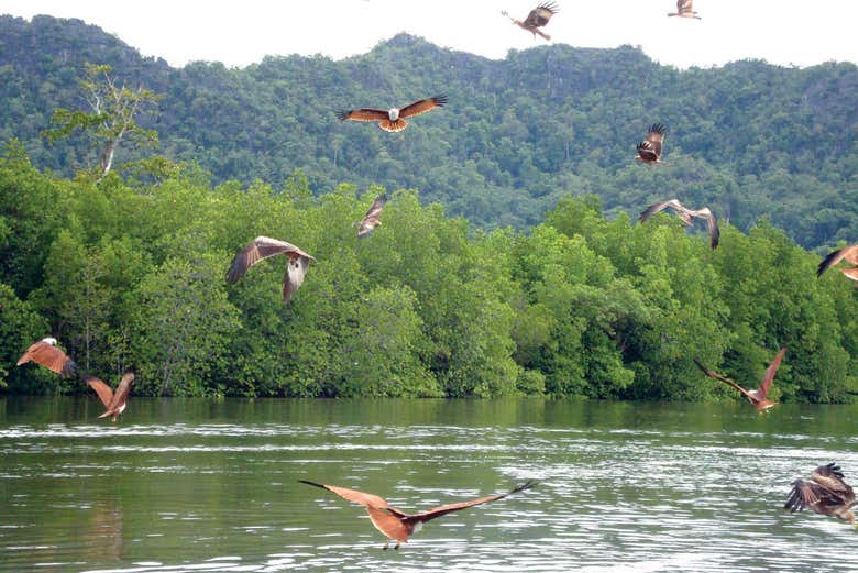 Le aquile del lago Pregnant Maiden