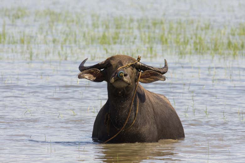 Búfalo de agua