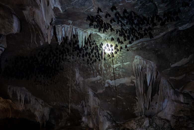 Colônia de morcegos