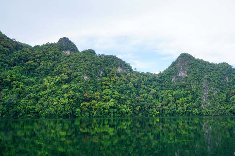 La vegetazione lussureggiante di Dayang Bunting