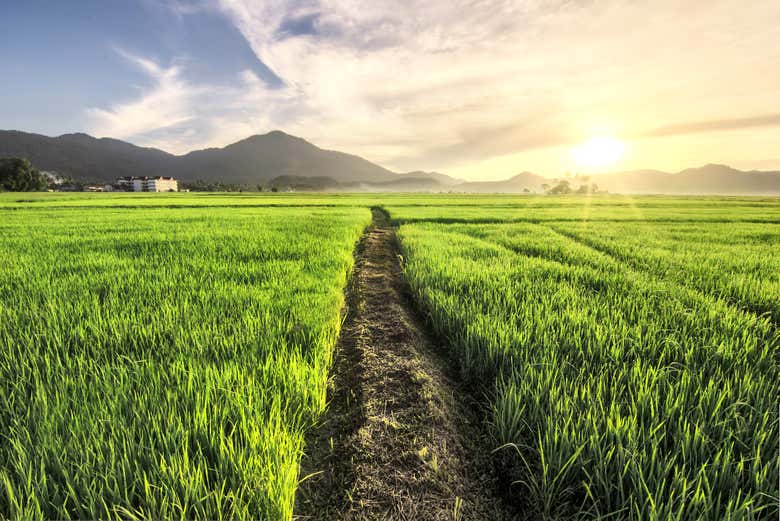 Plantación de arroz