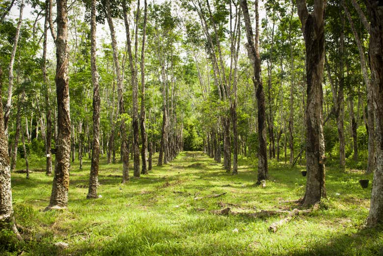 Plantación de caucho