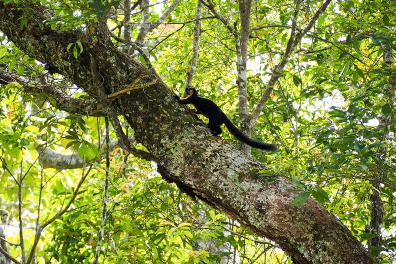 Mono trepando por el árbol