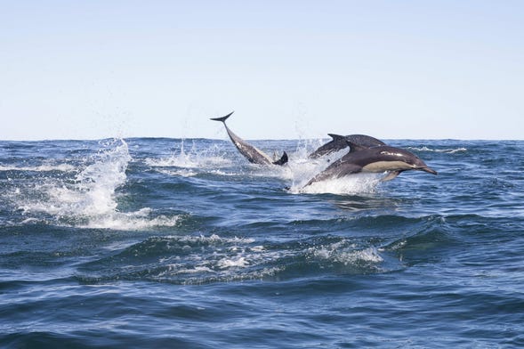 Avistamiento de delfines en Addu