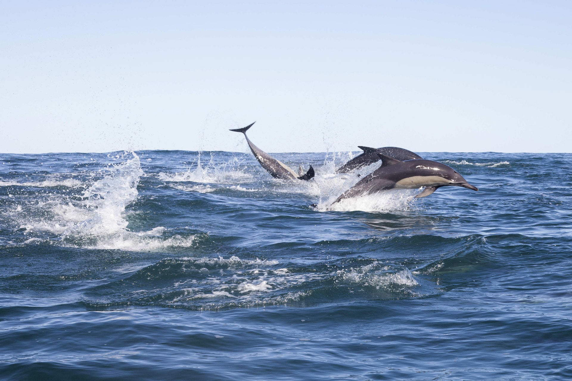 Avistamento de golfinhos em Addu