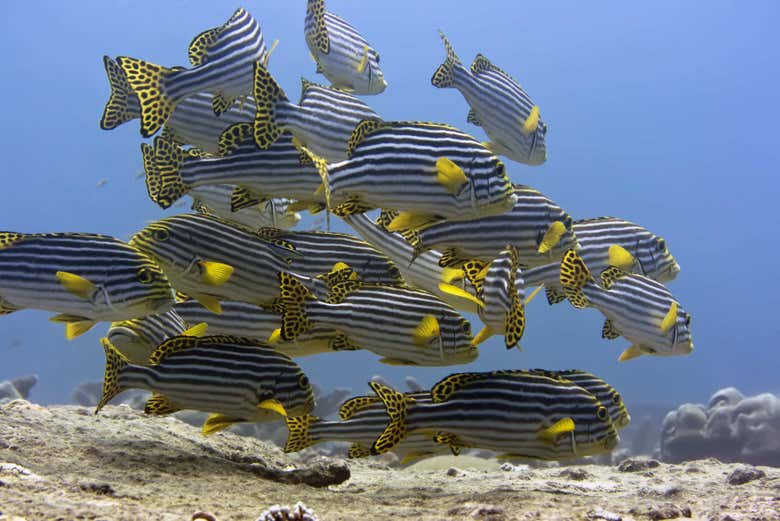 Banco de peces
