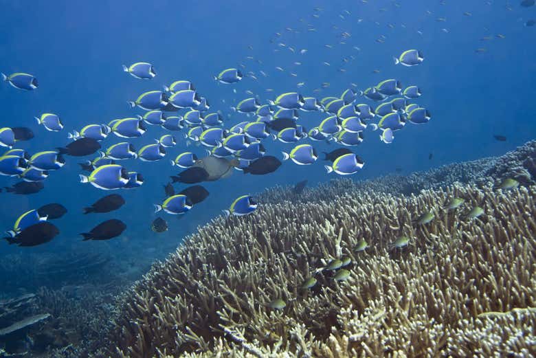 Banco de peces en el arrecife