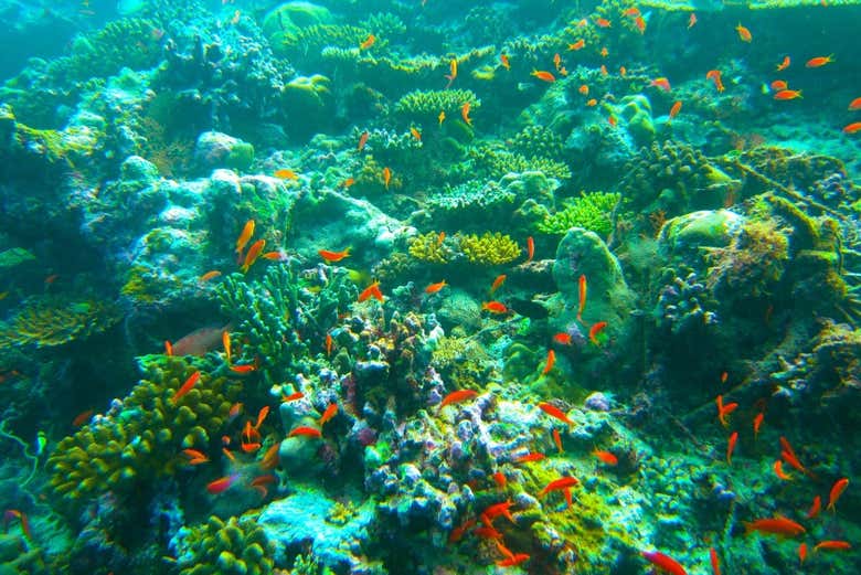 Descubriendo el arrecife de Addu
