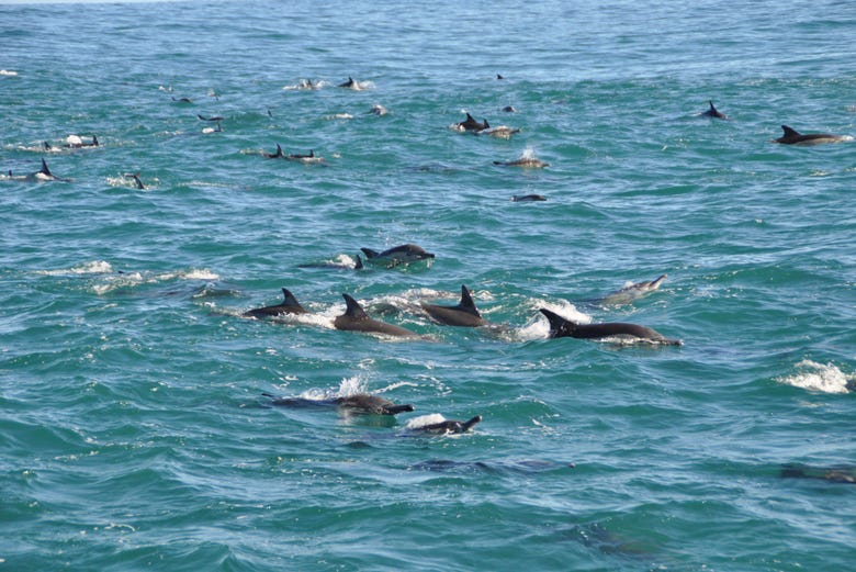 Manada de delfines